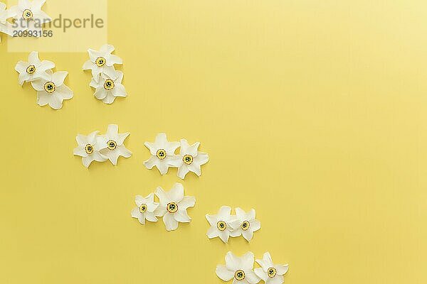 Summertime collection concept flat lay on yellow background with ornate of flower heads of daffodil.