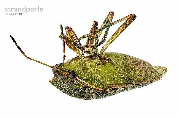 Close-up of a dead bug lying on its back cropped on white