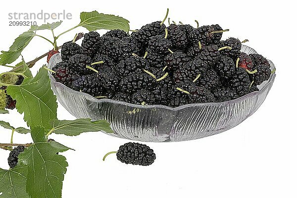 A bowl full of black mulberries decorated with mulberry leaves and unripe fruit  set free on white