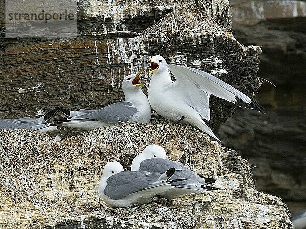 Black-legged kittiwake (Rissa tridactyla)  greeting ceremony of pair at nest in breeding colony  on coastal cliffs of Arctic Ocean  May  Varanger Fjord  Norway  Europe