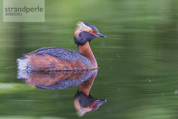 Horned Grebe (Podiceps auritus) swims in water  Västergotland  Sweden  Europe