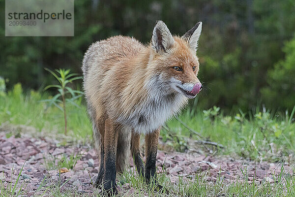 Red fox (Vulpes vulpes) licks its mouth  Lapland  Sweden  Europe