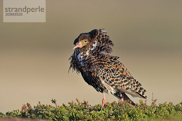 Ruff (Philomachus pugnax)  male  courtshiping  North Norway  Varanger  Norway  Europe