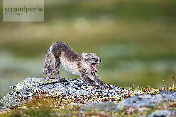 Arctic fox (Vulpes lagopus)  yawning puppy  Varanger  Finnmark  Norway  Europe