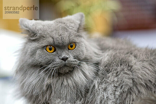 Persian cat with attached ears