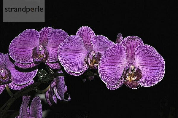 Purple striped Phaleonopsis orchids on black background