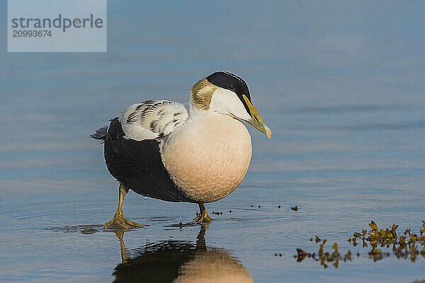 Common eider (Somateria mollissima)  drake stands in the water  Öland Island  Sweden  Europe