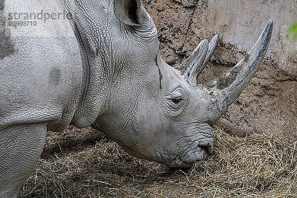 Southern white rhinoceros (Ceratotherium simum simum)  rhinoceros  Rhinozoros  at Zurich Zoo  Zurich  Germany  Europe