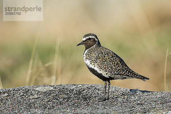 European golden plover (Pluvialis apricaria) stands on a stone  northern Norway  Norway  Europe