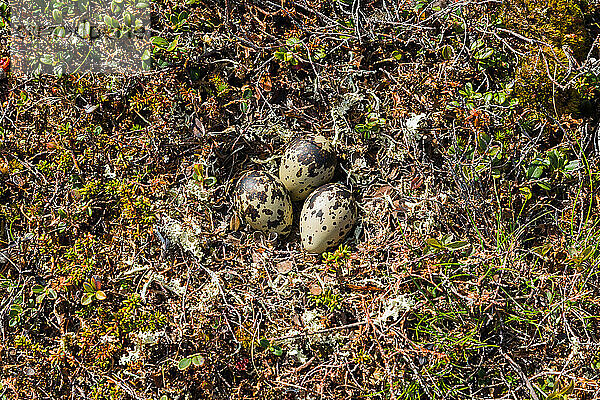 Eurasian Dotterel (Charadrius morinellus)  clutches  bird eggs in nest camouflaged on the ground  Finnmark  Norway  Europe