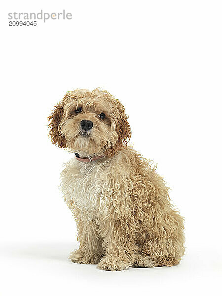 Cockapoo cute cross breed dog of cocker spaniel and a poodle isolated on white background