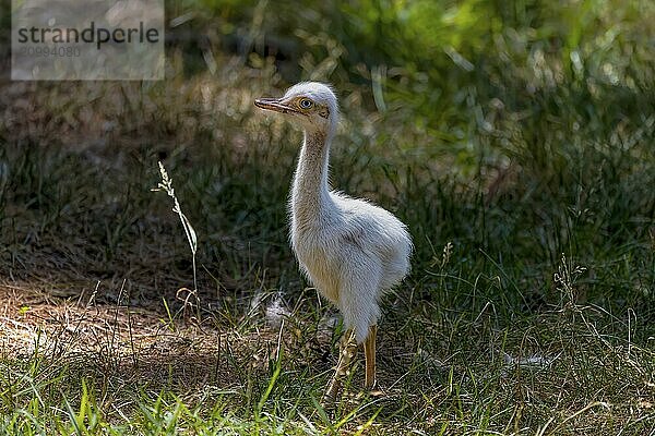 Young Greater Rhea (Rhea americana) one of two extant species  a native larger bird from eastern South America  related to the ostrich and emu. Near threatened species