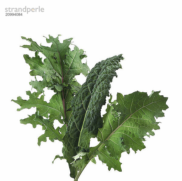 Closeup of organic Kale  green plant leaves. Red kale and Dinosaur or Lacinato kale  Cavolo nero  Tuscan or Italian kale isolated on white