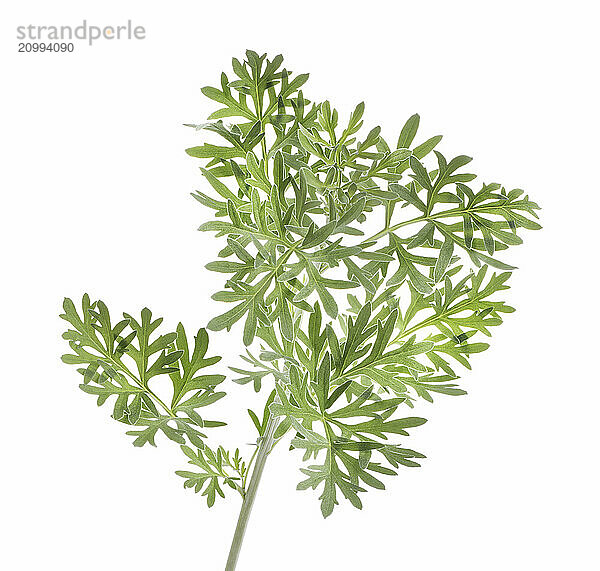 or Wormwood (Artemisia absinthium)  closeup of the plant green leaves. Isolated on white