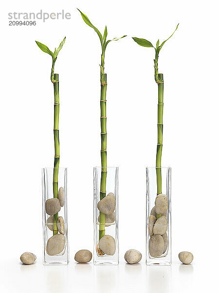 Three lucky bamboo Feng Shui plants in vases isolated on white background