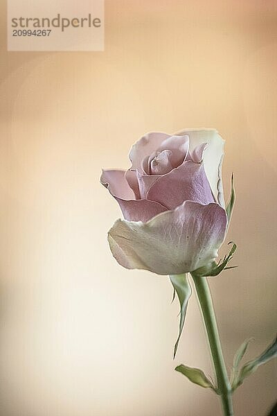 Pink and white rose at a weddin ceremony