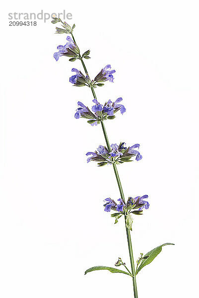 Artistic closeup of Sage (Salvia officinalis)  flowering plant with purple blossoms  isolated on white