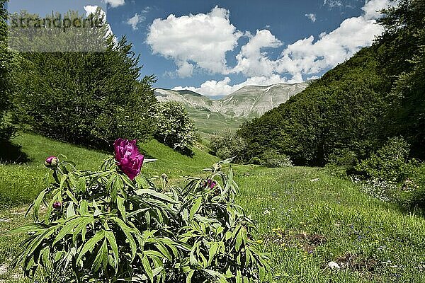 A beautiful peony flower in the Sibillini Mountains