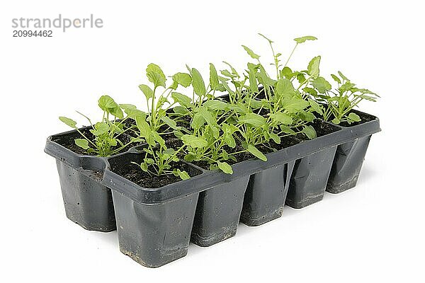 Several small herb plants in small plant pots cropped on white