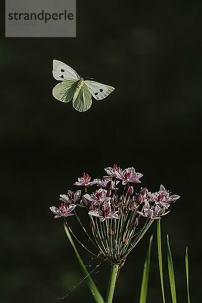 A Cabbage butterfly (Pieris brassicae) hovering over pink flowers  dark background  Hesse  Germany  Europe