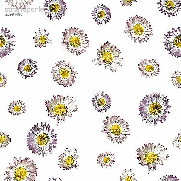 Texture with red and white daisy flowers in different sizes cut out on white