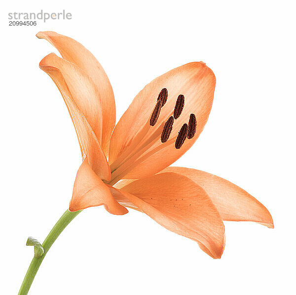 Orange Asiatic lily flower  close-up isolated on white