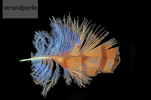 Macro shot of a coloured buzzard feather cropped on black