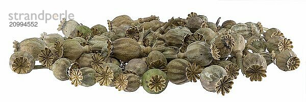 Ripe  dry poppy seed pods piled up as background cut out on white