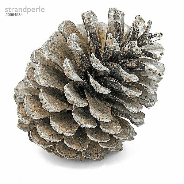 Large pine cone cropped on white