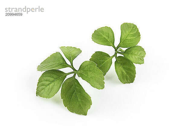 Jiaogulan (Gynostemma pentaphyllum) green leaves isolated on white background.