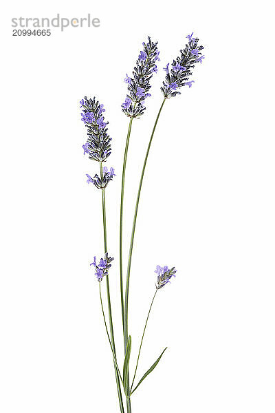 Lavender (Lavandula) stalks with purple flowers isolated on white