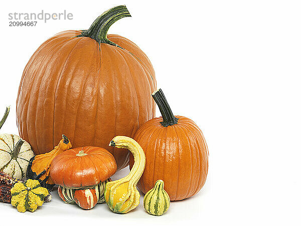 Pumpkins and gourds still life isolated on white background