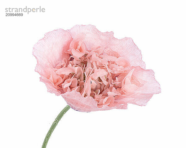 Pink Poppy flower on a stem with green leaves. Opium Poppy isolated on white