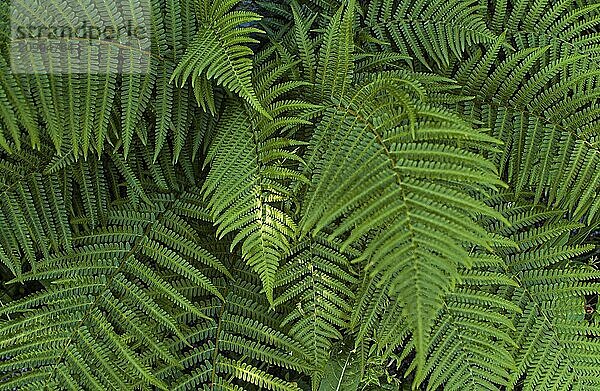 Beautiful green fern leaves in a forest