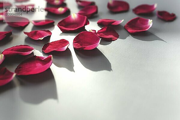 Group of red rose petals on gray background. Mockup for greeting card for valentine  wedding or engagement