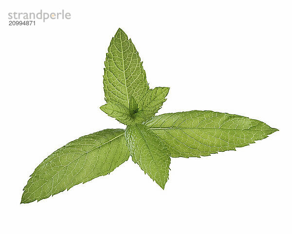 Peppermint  mint herb plant green leaves closeup. Isolated on white