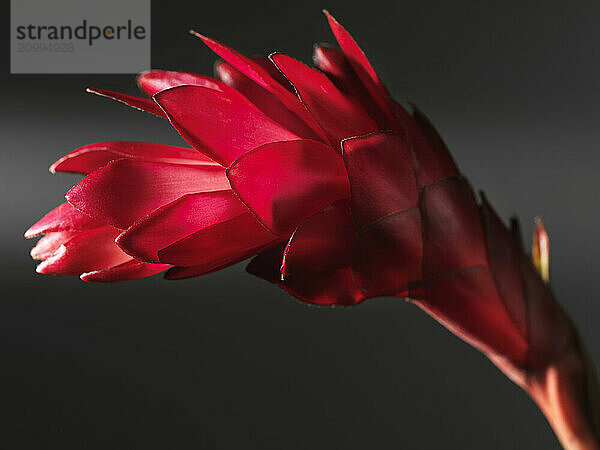 Artistic closeup of Red Ginger (Alpinia Purpurata) exotic tropical flower