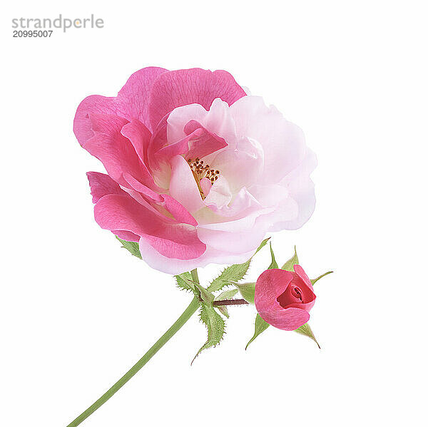 Half pink half white Damask Rose bi-color sporting flower and a bud on a green stem. Isolated on white