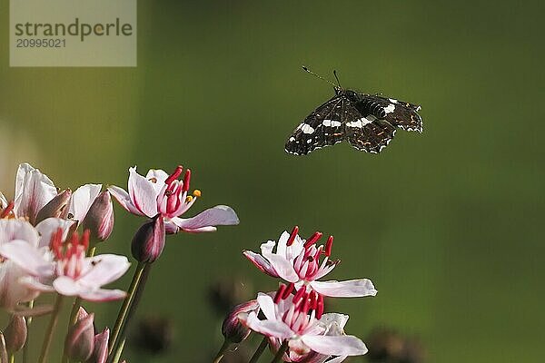 A map butterfly (Araschnia levana) hovers over pink flowers  green background  Hesse  Germany  Europe