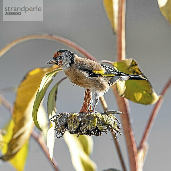 Goldfinch sitting on an old sunflower with seeds between blooming sunflowers against a blurred green background