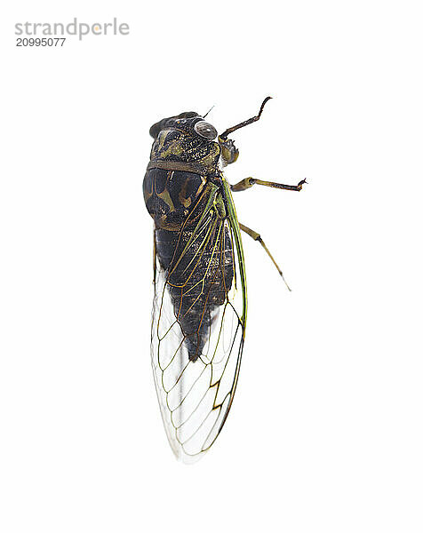 Annual Cicada  Tibicen canicularis isolated on white background. Ontario  Canada  North America