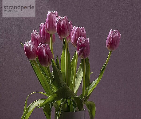 Bouquet of pink tulips in fron t of a pink background