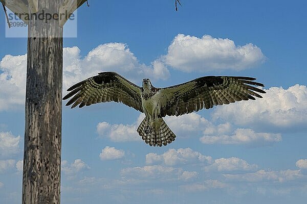 The western osprey (Pandion haliaetus)  female flies to the nest