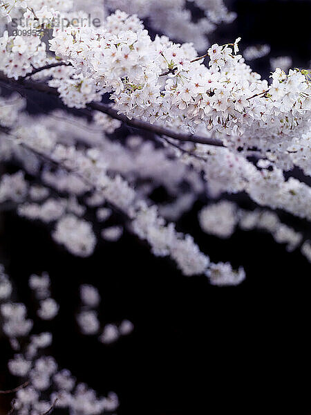 Cherry blossom on black background. Blooming Japanese sakura cherry tree flowers on black