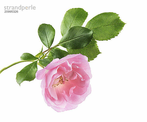 Pink Damask Rose  garden flower on a branch with green leaves. Isolated on white