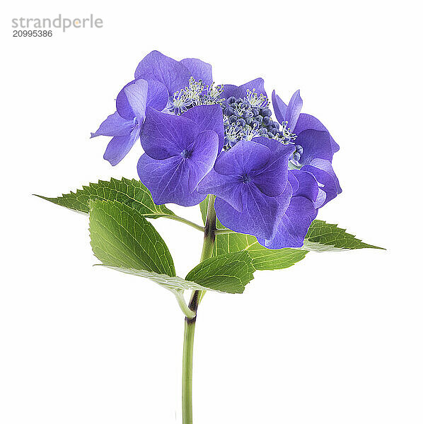 Cluster of purple-blue flowers of a flowering shrub (Hydrangea Macrophylla) isolated on white