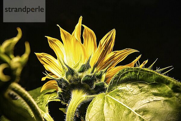 Yellow sunflower on black background