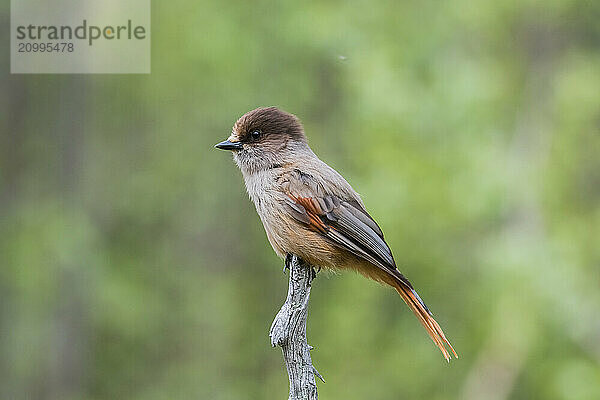 Siberian jay (Perisoreus infaustus) sits on a branch  Lapland  Sweden  Europe