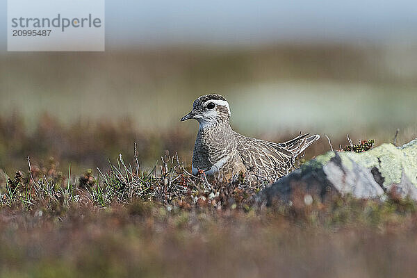 Eurasian Dotterel (Charadrius morinellus)  sits in nest on the ground  ground breeder  tundra vegetation  Finnmark  Norway  Europe