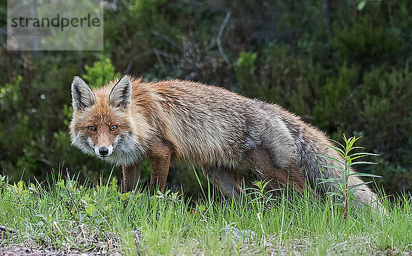 Red fox (Vulpes vulpes)  direct view  Lapland  Sweden  Europe